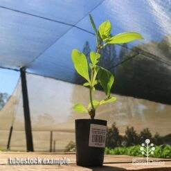 Hydrangea Jogasaki - Fireworks Hydrangea -Green Plant Corner apo jogasaki tubestock