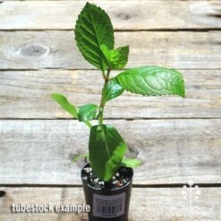 Hydrangea Jogasaki - Fireworks Hydrangea -Green Plant Corner apo jogasaki tubestock top