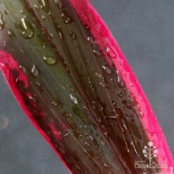 Cordyline Fruticosa John Klass Red -Green Plant Corner apo john klass leaf colour