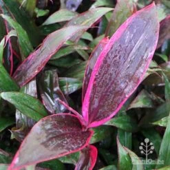 Cordyline Fruticosa John Klass Red -Green Plant Corner apo john klass red above