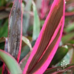 Cordyline Fruticosa John Klass Red -Green Plant Corner apo john klass red leaf