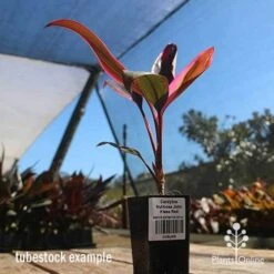 Cordyline Fruticosa John Klass Red -Green Plant Corner apo john klass tubestock blue sky