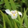 Dietes Tiny Dancer- Wild Iris - 68mm BIGGER Size -Green Plant Corner apo july dietes tiny dancer