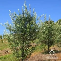 Olive Kalamata -Green Plant Corner apo kalamata olives nursery