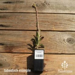 Kalanchoe Tomentosa – Panda Plant - Succulent -Green Plant Corner apo kalanchoe panda plant large size 1