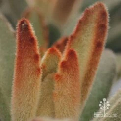 Kalanchoe Tomentosa – Panda Plant - Succulent -Green Plant Corner apo kalanchoe tomentosa furry