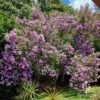 Tibouchina Illusion -Green Plant Corner apo kims illusion full bloom