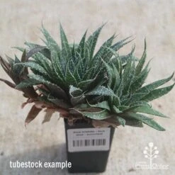 Aloe Aristata - Lace Aloe - Succulent -Green Plant Corner apo lace aloe tubestock side