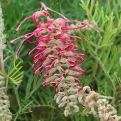 Grevillea Lana Maree -Green Plant Corner apo lana maree buds opening