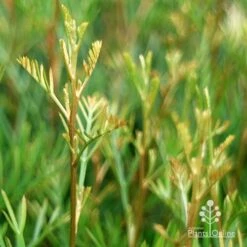 Grevillea Lana Maree -Green Plant Corner apo lana maree gold foliage