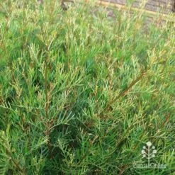 Grevillea Lana Maree -Green Plant Corner apo lana maree gold foliage2