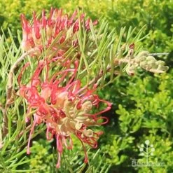 Grevillea Lana Maree -Green Plant Corner apo lana maree grevillea flowers2