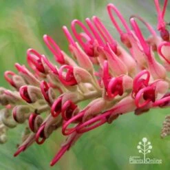 Grevillea Lana Maree -Green Plant Corner apo lana maree grevillea opening