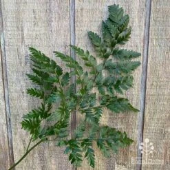 Rumohra Adiantiformis - Leatherleaf Fern -Green Plant Corner apo leather leaf fern