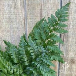 Rumohra Adiantiformis - Leatherleaf Fern -Green Plant Corner apo leatherleaf fern