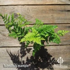 Rumohra Adiantiformis - Leatherleaf Fern -Green Plant Corner apo leatherleaf rumohra tubestock large top