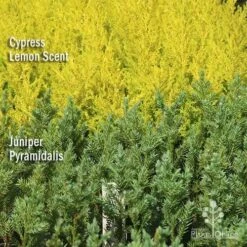 Cupressus Lemon Scent - Lemon Cypress 17 Cupressus Lemon Scent - Lemon Cypress -Green Plant Corner apo lemon cypress juniper pyramidalis