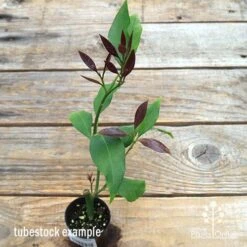 Citrus - Lemon Lisbon -Green Plant Corner apo lemon lisbon tubestock new leaf colour