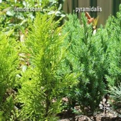 Cupressus Lemon Scent - Lemon Cypress 18 Cupressus Lemon Scent - Lemon Cypress -Green Plant Corner apo lemon scent pyramidalis compare 1