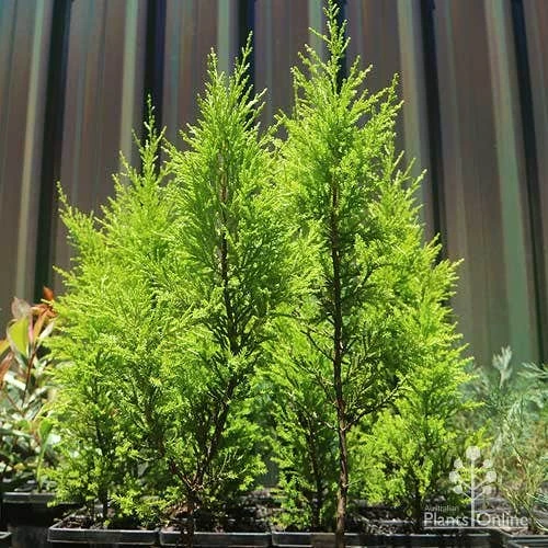 Cupressus Lemon Scent - Lemon Cypress 7 Cupressus Lemon Scent - Lemon Cypress - Image 5
