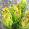 Leucadendron Gold Strike 1 Leucadendron Gold Strike -Green Plant Corner apo leucadendron goldstrike flowers