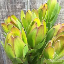 Leucadendron Gold Strike