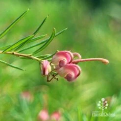 Grevillea Liliane -Green Plant Corner apo liliane flower closeup