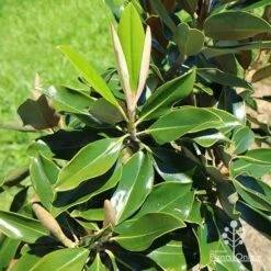 Magnolia Little Gem -Green Plant Corner apo little gem new leaves