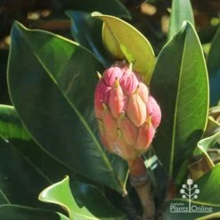 Magnolia Little Gem -Green Plant Corner apo little gem seedcone forming