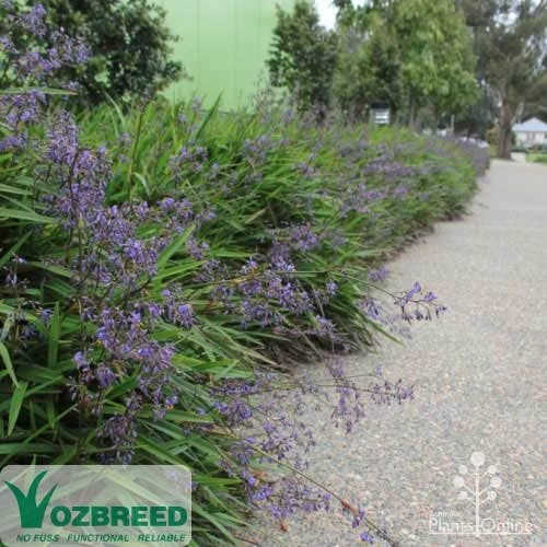 Dianella Little Jess 4 Dianella Little Jess - Image 2