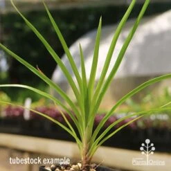 Lomandra Little Pal -Green Plant Corner apo little pal tubestock close