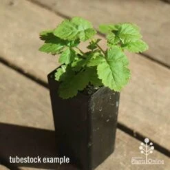 Loganberry -Green Plant Corner apo loganberry tubestock