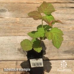 Loganberry -Green Plant Corner apo loganberry tubestock top 1
