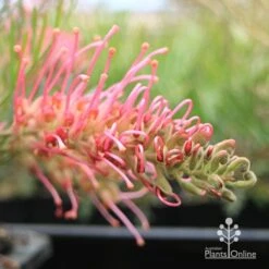 Grevillea Lollypops -Green Plant Corner apo lollypops flower