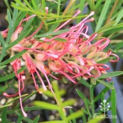 Grevillea Lollypops -Green Plant Corner apo lollypops grevillea