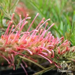 Grevillea Lollypops -Green Plant Corner apo lollypops grevillea flower