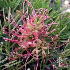 Grevillea Lollypops -Green Plant Corner apo lollypops open