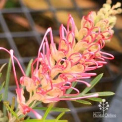 Grevillea Lollypops -Green Plant Corner apo lollypops opening