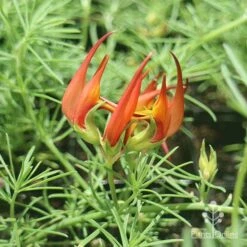 Lotus Red Flash - Parrot's Beak -Green Plant Corner apo lotus