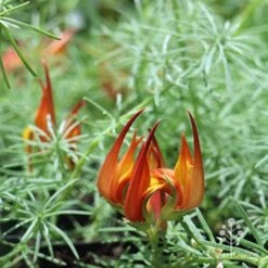 Lotus Red Flash - Parrot's Beak -Green Plant Corner apo lotus flower