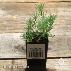 Lotus Red Flash - Parrot's Beak -Green Plant Corner apo lotus tubestock top