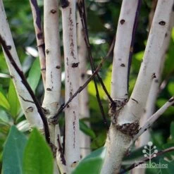 Tristaniopsis Luscious - Water Gum -Green Plant Corner apo luscious trunks