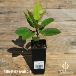 Tristaniopsis Luscious - Water Gum -Green Plant Corner apo luscious tubestock