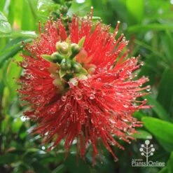 Callistemon Macarthur -Green Plant Corner apo macarthur callistemon flower