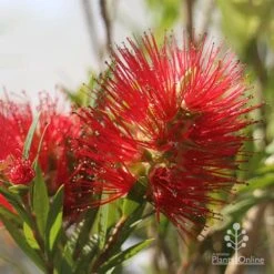 Callistemon Macarthur -Green Plant Corner apo macarthur flower and bud