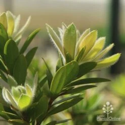 Callistemon Macarthur -Green Plant Corner apo macarthur fluffy new leaf