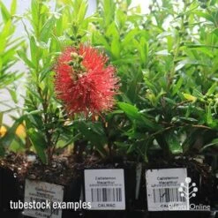 Callistemon Macarthur -Green Plant Corner apo macarthur tubestock in flower