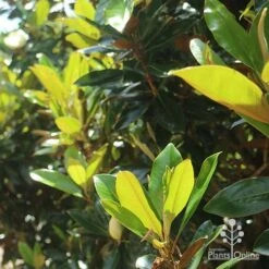 Magnolia Little Gem -Green Plant Corner apo magnolia little gem backlit