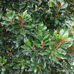 Magnolia Little Gem -Green Plant Corner apo magnolia little gem hedge