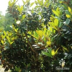 Magnolia Little Gem -Green Plant Corner apo magnolia little gem spring leaves